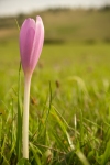 http://www.dreamstime.com/stock-image-purple-flower-in-grass-rimagefree3177969-resi3857824