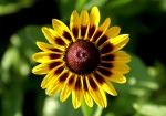 http://www.dreamstime.com/stock-images-yellow-flower-rimagefree18924916-resi3857824