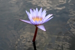 http://www.dreamstime.com/blue-water-lilly-in-pond-imagefree1568783