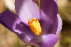http://www.dreamstime.com/purple-flower-imagefree161706