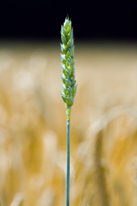 http://www.dreamstime.com/green-wheat-ear-on-a-field-imagefree3264459