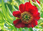 http://www.dreamstime.com/big-red-flower-imagefree5200076